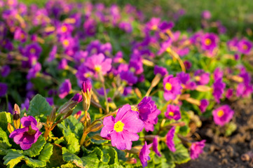 Spring flowers. Natural floral background.