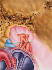 Shown are the eardrum, hammer (malleus), anvil (incus), stirrup (stapes), and semicircular canals.