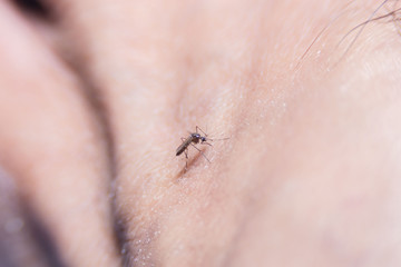 mosquito, dangerous vehicle  and other infections.