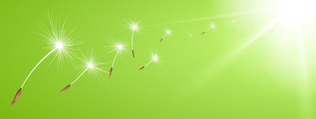 Fliegende Pusteblume Flugschirme vor sonnigem Hintergrund - Grün