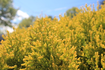 Fototapeta premium golden leves