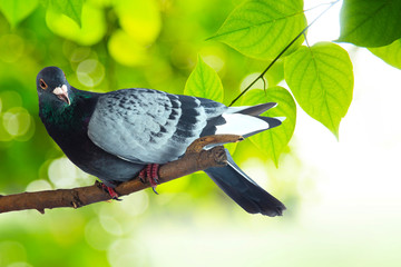 Gray pigeon at tree branch