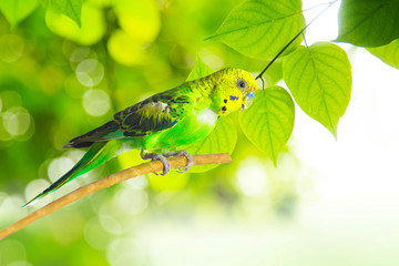 little budgie at tree branch