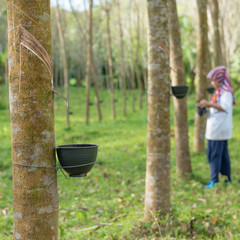 Lady worker people working and tapping rubber tree with cup rubber tree row agricultural