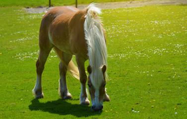 Close up on a horse on a meadow 
