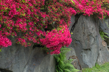 Fototapeta na wymiar Rock Wall With Red Flowers