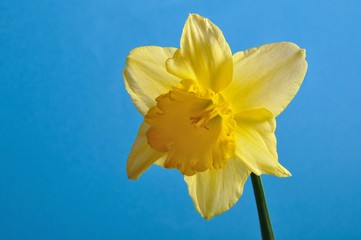 daffodil