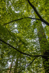 Green Spring Leaves