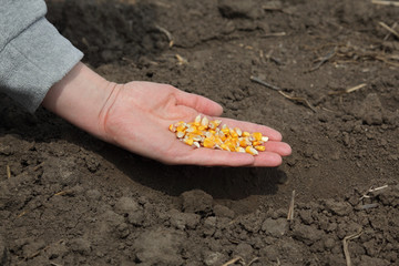 Human hand holding corn seed, sowing time in field