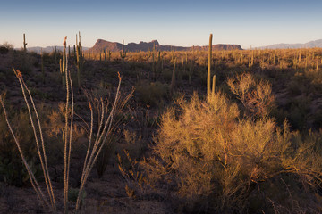 Obraz premium Saguaro Forest, Mountain and Ocotillo at Sunset