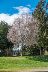 Fototapeta na wymiar WhiteCherry Tree Blossoms