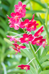 Beautiful red orchid, Ascocenda.
