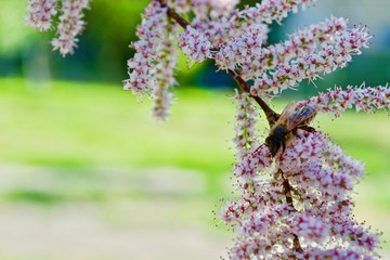 Obraz na płótnie Canvas Bee on the pink flowers