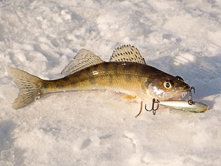 Pike perch on ice