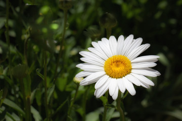 Fototapeta premium White Flower with Yellow Center and Dark Background
