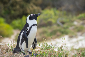 African penguin on the beach