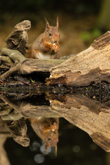 Eichhörnchen
