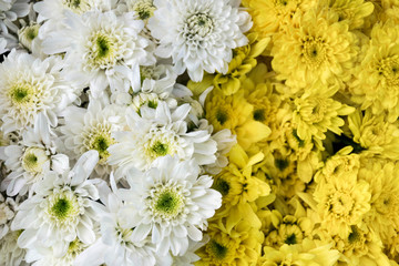 close up white chrysanthemum