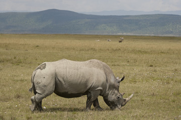 Obraz premium White Rhinoceros