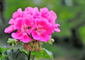  Geranium flower 