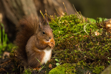 Eichhörnchen