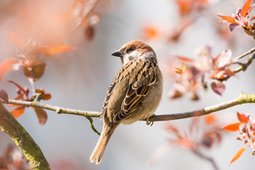 Eurasian Tree Sparrow sitting on a twig