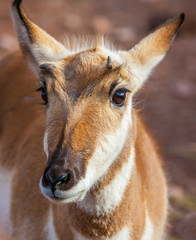 Pronghorn head,  used to be Pronghorn Antelope