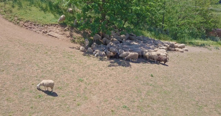 Aereal view of many sheep in Caferella park in Rome in May 2017