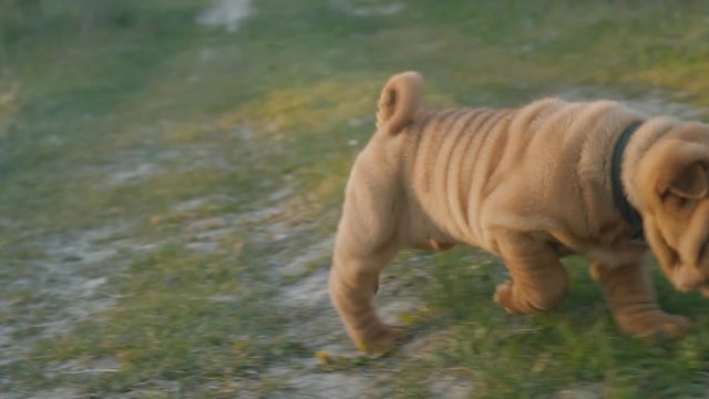Puppy of the breed of shar pei