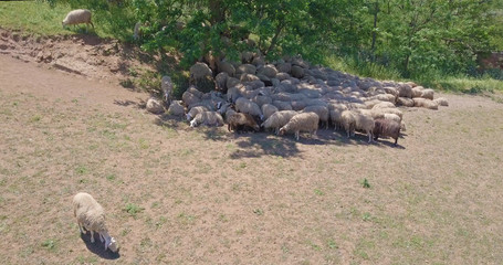 Aereal view of many sheep in Caferella park in Rome in May 2017