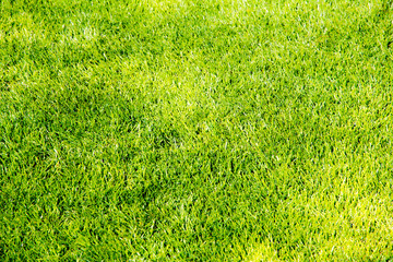 Short green grass background
