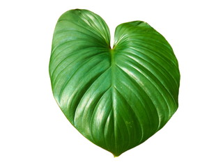 King of Heart leaf isolated on white background