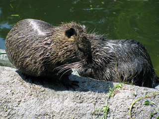 Wet beavers