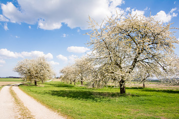 Fototapeta premium Meadow with flowering fruit trees