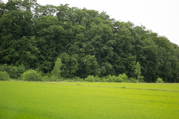 緑地と森林