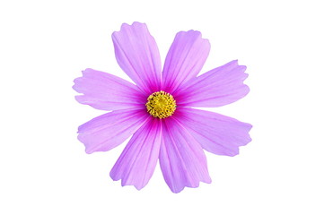 Purple cosmos flower isolated on white background