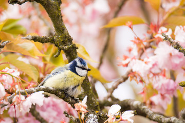 Blue tit in a flowering cherry tree