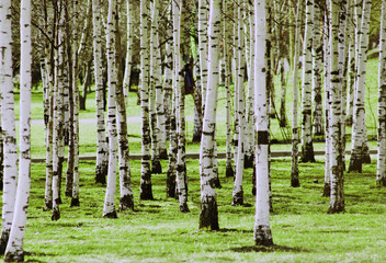 Birch grove, many white trunks of trees