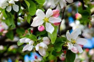 Branches of apple tree flowers.