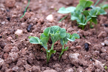 Green peas sprouting up and growing in a sustainable vegetable garden in countryside