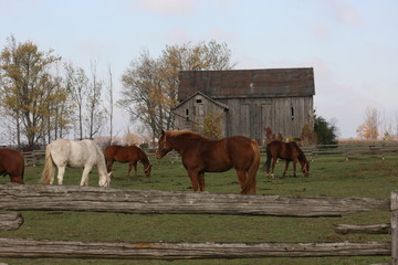 horses in front of old barn