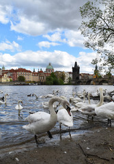 Many white swans on the shore of river Vltava; in the background the Old Town of Prague in Czech Republic with blue sky and white clouds.