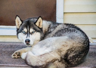Dog breed husky curled up and lying at the doorstep of the house