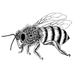 Hand drawn bee sketch in black and white vector illustration.