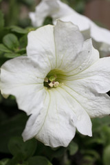 White Petunia