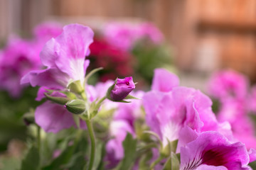 Martha Washington Geranium