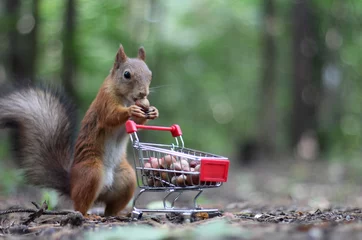 Acrylic prints Squirrel Red squirrel near the small shopping cart with nuts