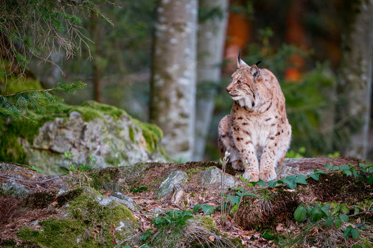 Eurasian Lynx (Lynx lynx) looking towards setting sun in Bavarian Forest National Park, Germany