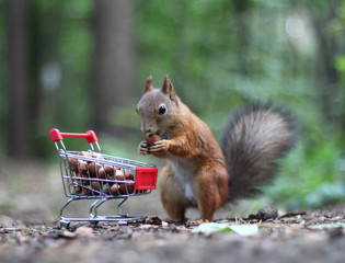 Red squirrel near the small cart from a supermarket with nuts