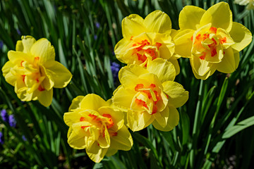 Double daffodils in the home garden.